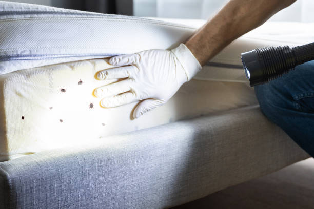 Best Mosquito Control Services  in Bnchard, LA
