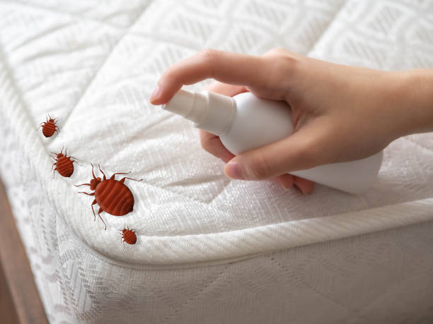 Best Bed Bug Extermination  in Bnchard, LA